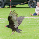 Harwell Feast 2016