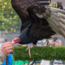 Harwell Feast 2016