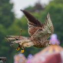 Harwell Feast 2017