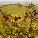 Walk: Harwell - Gore Hill - E. Hendred Down