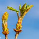 Walk: Harwell - Gore Hill - E. Hendred Down