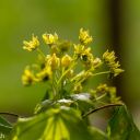 Walk: Harwell - Gore Hill - E. Hendred Down