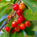 Walk: Harwell triangle